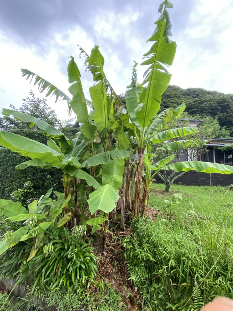 南国！南房総近く千葉県最南端、館山の実家前のバナナの木。 | 小さな幸せがちょうどいい